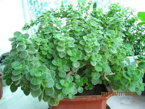 绿色植物精灵—鹏鹏翔