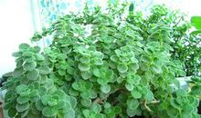 绿植小精灵—碰碰香