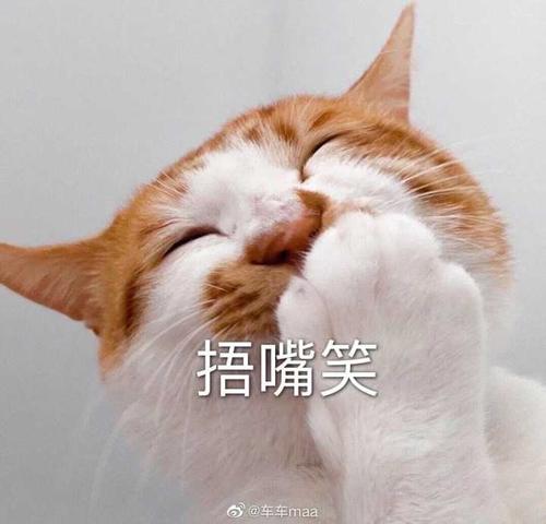 赞美我的小猫