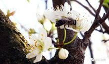 柳絮是春天的白雪