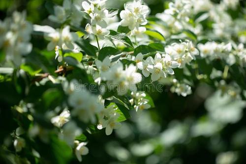 茉莉花味道