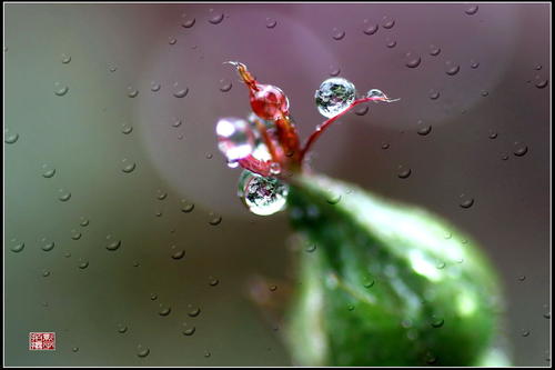 春雨是沉默的