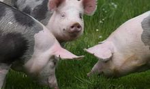 我喜欢的动物猪