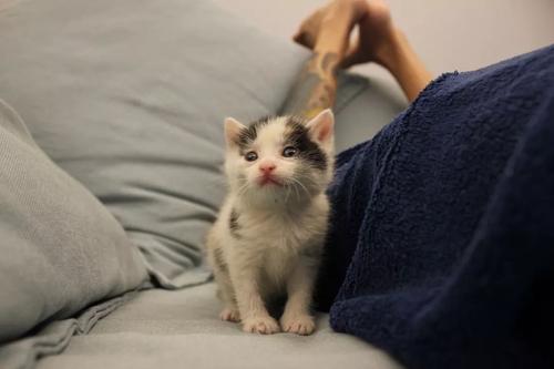 徘徊小花猫
