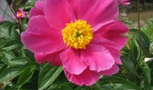 生命中绽放的那些记忆之花