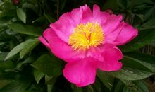 我心中那朵最美的花