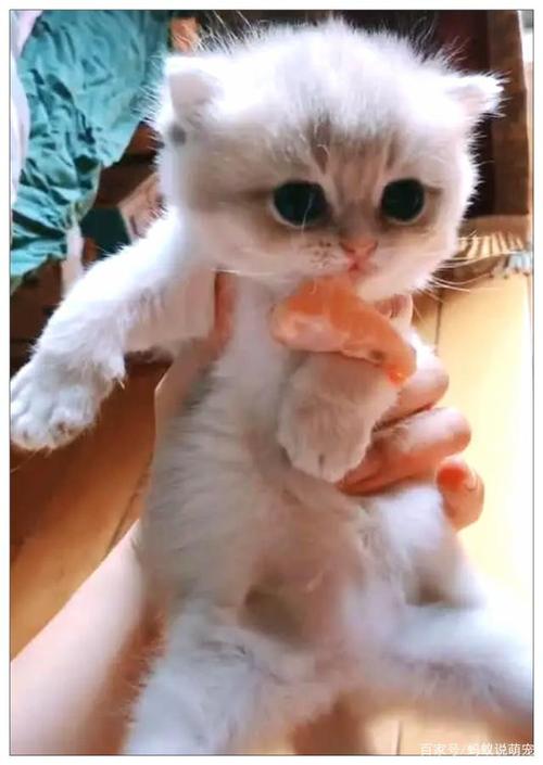 热闹的小猫