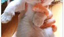 活泼调皮的小猫