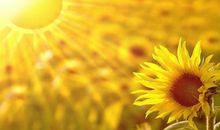 父母我心中的太阳