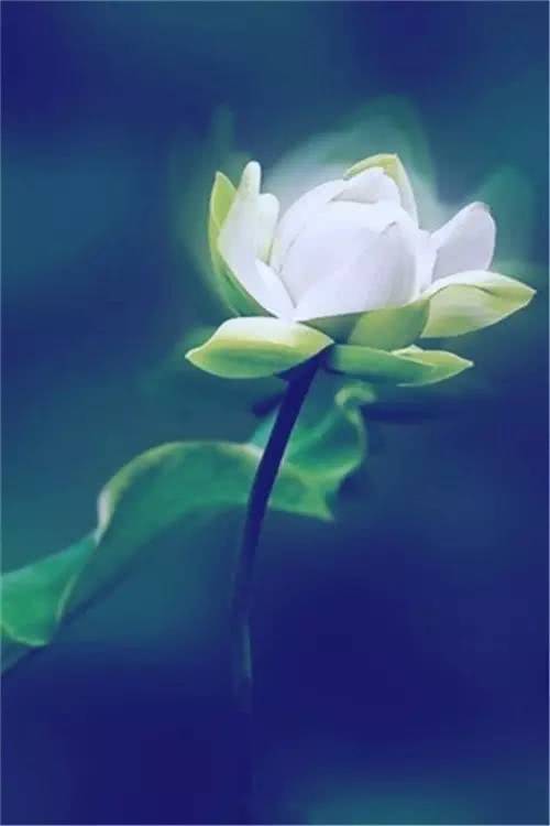 打开最美丽的花