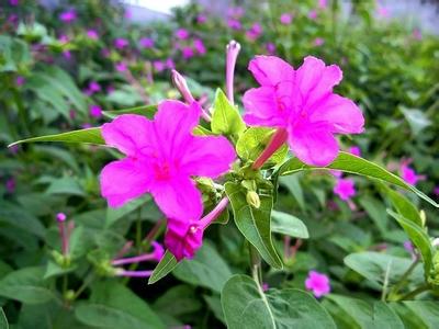 紫茉莉