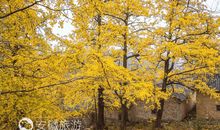 在感恩中邂逅温暖