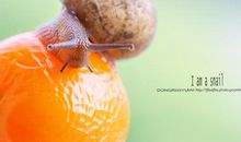 我是一只想飞的蜗牛