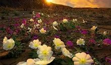 在这薄情的世界多情地活着