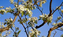 在那梨花盛开的地方