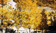 校园秋天的景色