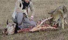 《重返狼群》观后感