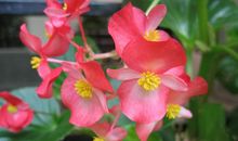 愿与秋海棠为友