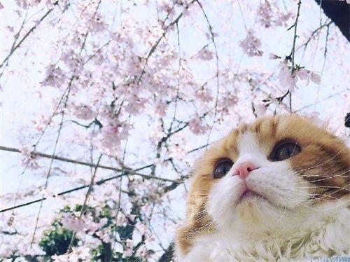 茶猫的樱花树