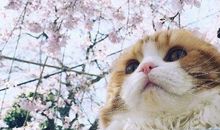 茶色猫的樱花树