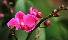 年宵花市寻年味