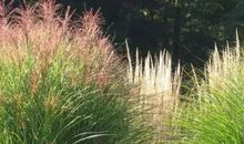 做一株小草真好