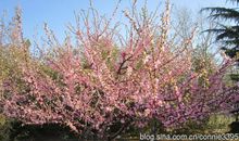 又是一年春暖花开时