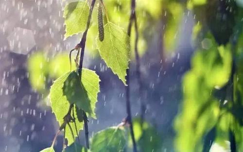 美丽的雨声