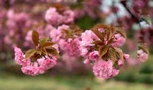 再回首樱花烂漫