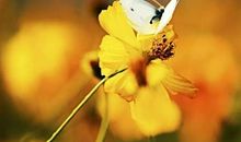 记忆深处的一朵花