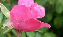 在雨中绽放的“花”