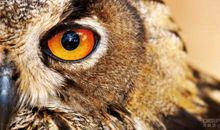 抓住事物的神韵