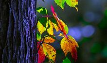 树叶的缤纷生活