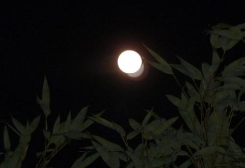 中秋节月_550字