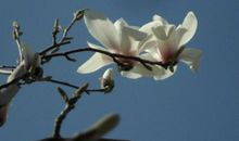 “三宝”乃生存法宝也