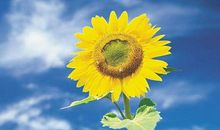 成长像花儿一样