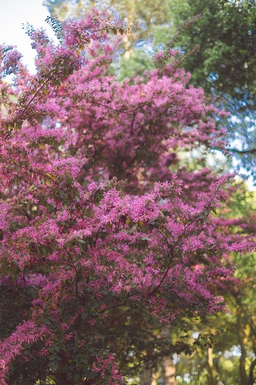 等待春天的花朵