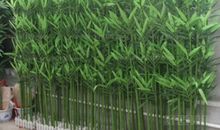 竹子——生活中的强者