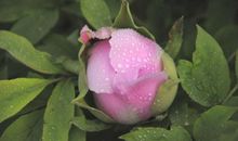 那个含苞欲放的季节