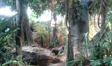 游科热带雨林技馆