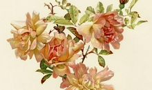 细嗅诗歌之芳香