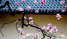 感恩的花开在成长的道路上