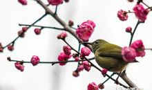 成功绽放在承担的枝头