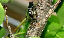 蝉鸣声声成功需要过程