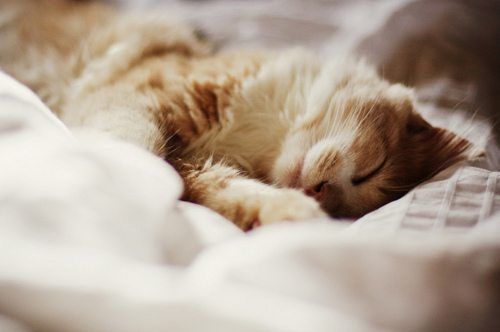 如果我变成了一只猫