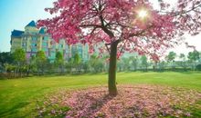 《心灵是一棵会开花的树》读后感