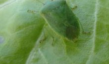 害虫让生活更美好