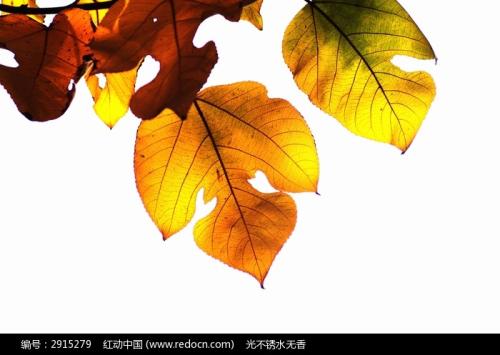 从叶子的力量