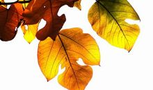 动力来自那片树叶