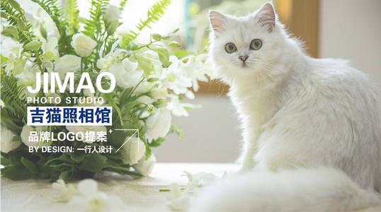 猫在照片大厅